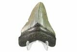 2.91" Fossil Megalodon Tooth - North Carolina - #130767-1